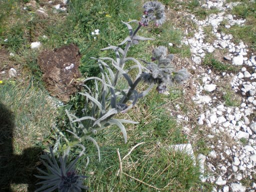 Cynoglossum magellense