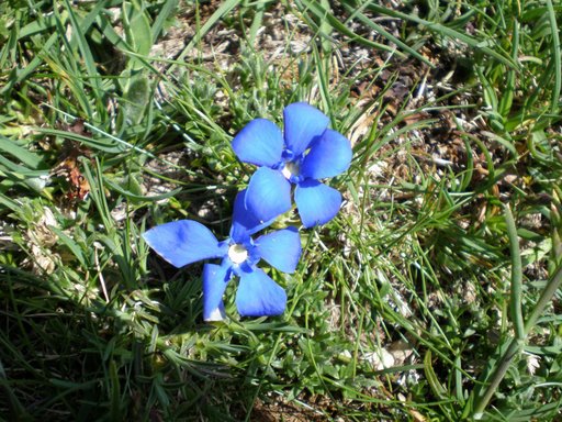 fiori di color blu elettrico - Gentiana verna subsp. verna