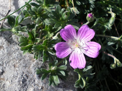 Stupendo fiore viola - Geranium austroapenninum