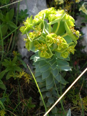 Euphorbia myrsinites /  Euforbia mirsinite