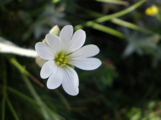 Cerastium tomentosum