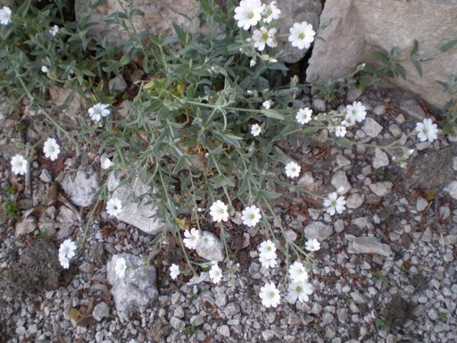Cerastium tomentosum