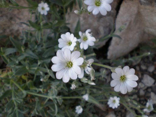 Cerastium tomentosum