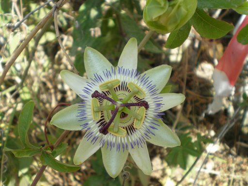 Passiflora caerulea / Fiore della passione