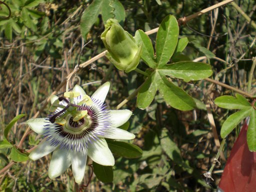 Passiflora caerulea / Fiore della passione