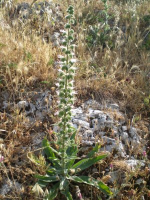 Echium italicum