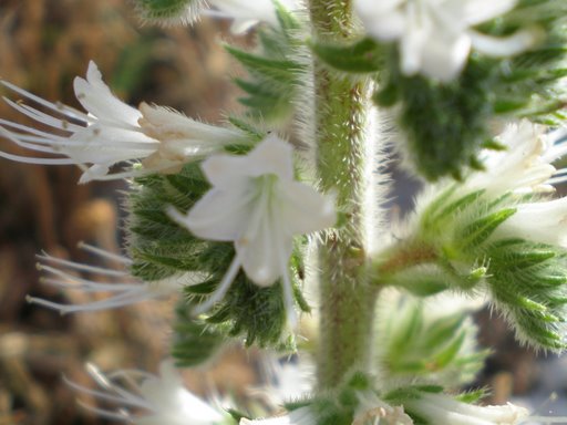 Echium italicum