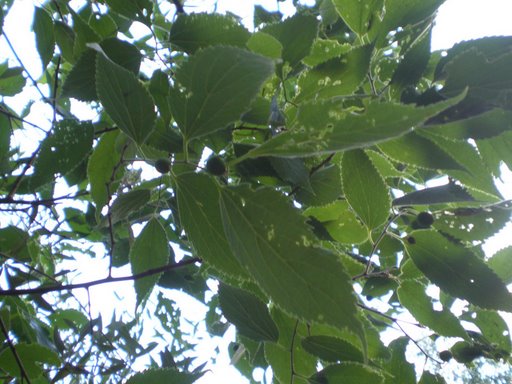 Celtis australis