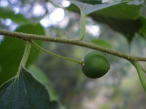 Celtis australis