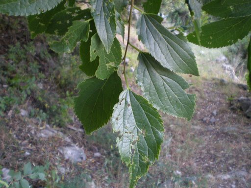 Celtis australis