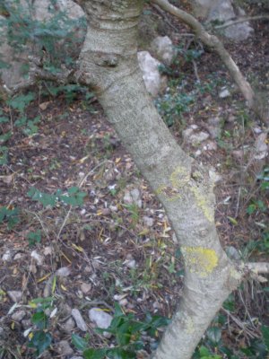 Celtis australis