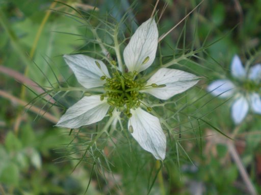 Nigella damascena
