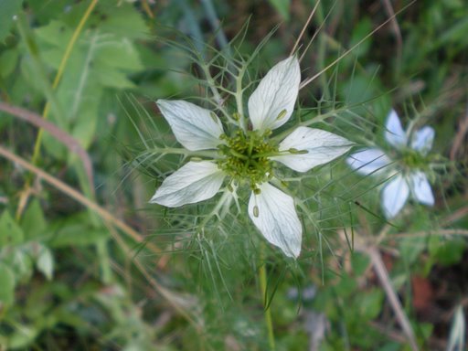 Nigella damascena
