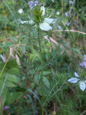 Nigella damascena