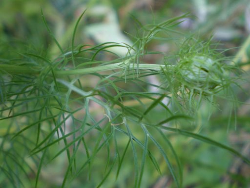 Nigella damascena