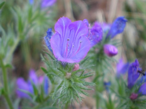 Echium vulgare