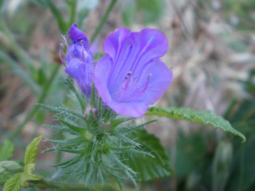 Echium vulgare