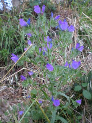 Echium vulgare