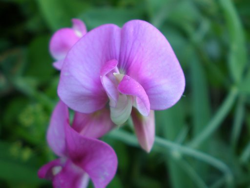 Lathyrus latifolius