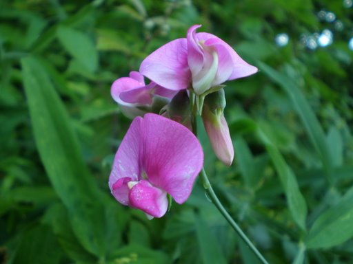 Lathyrus latifolius
