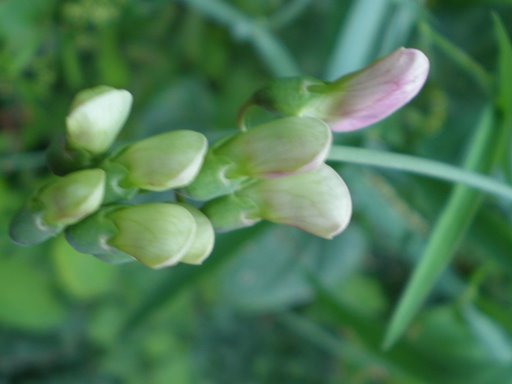Lathyrus latifolius