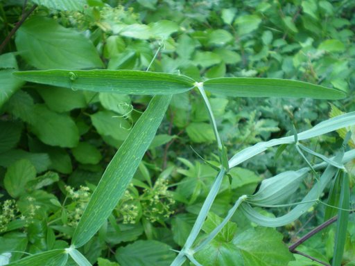 Lathyrus latifolius