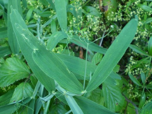 Lathyrus latifolius