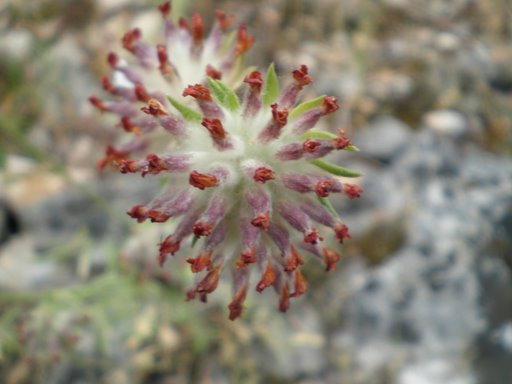 Anthillis vulneraria s.l.