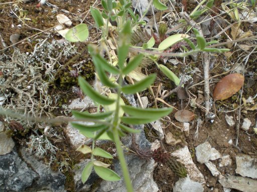 Anthillis vulneraria s.l.