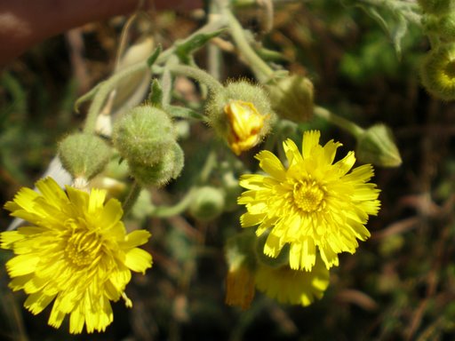 Andryala integrifolia