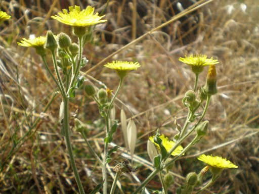 Andryala integrifolia