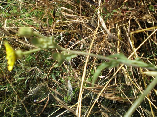Andryala integrifolia