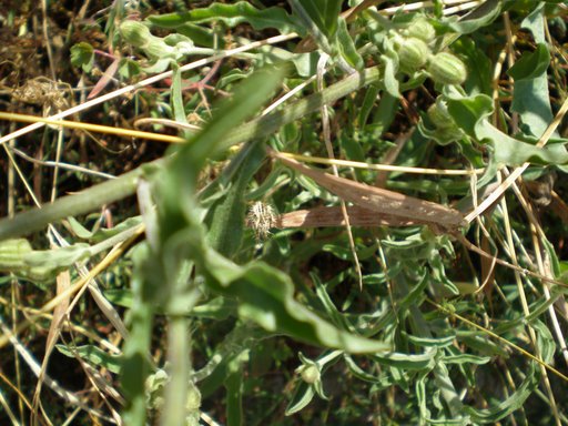Andryala integrifolia