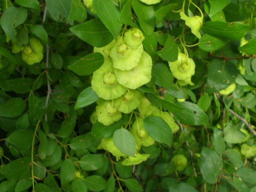 Paliurus spina-christi
