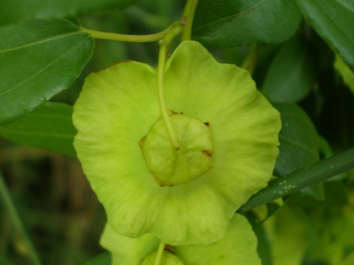 Paliurus spina-christi