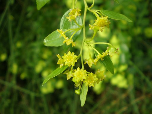 Paliurus spina-christi