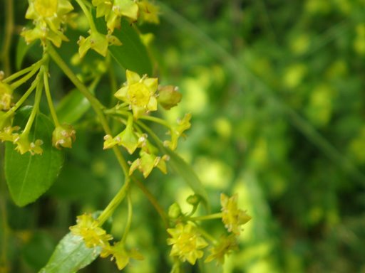 Paliurus spina-christi