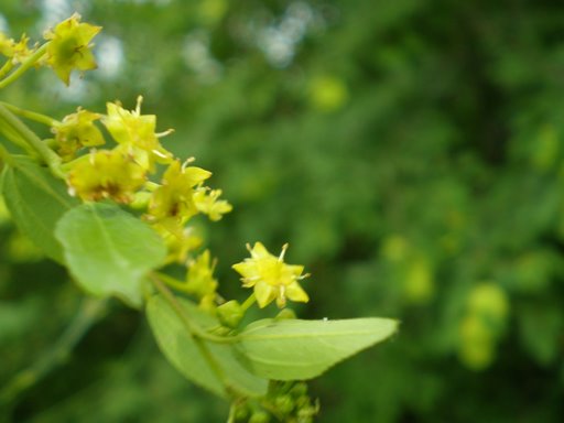 Paliurus spina-christi