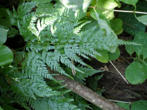 Asplenium onopteris / Asplenio maggiore