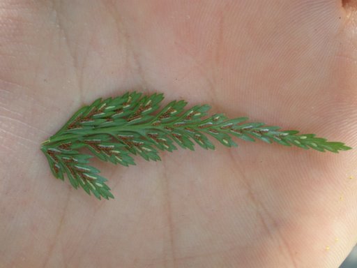 Asplenium onopteris / Asplenio maggiore