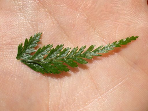 Asplenium onopteris / Asplenio maggiore