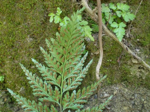 Asplenium onopteris / Asplenio maggiore