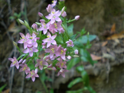 Centaurium erythraea sl.