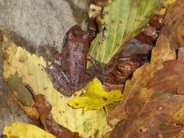 Ranocchietta sconosciuta - Rana italica