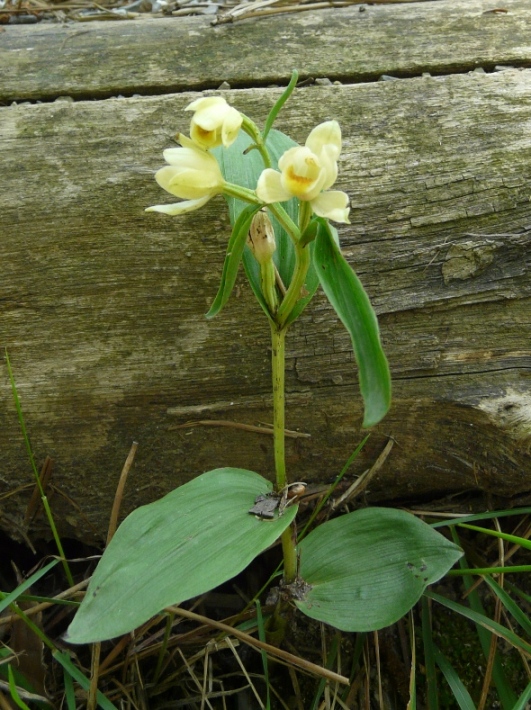 Orchidee del Parco di Portofino