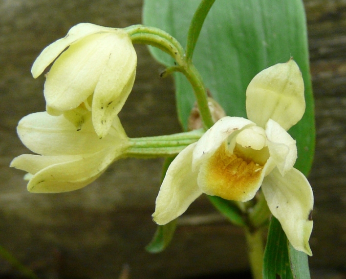 Orchidee del Parco di Portofino