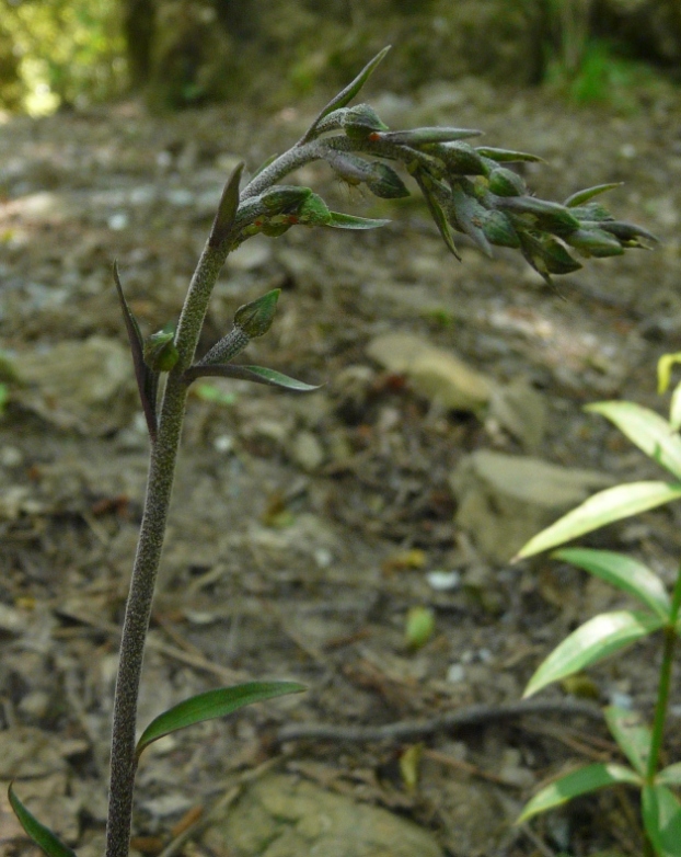 Orchidee del Parco di Portofino