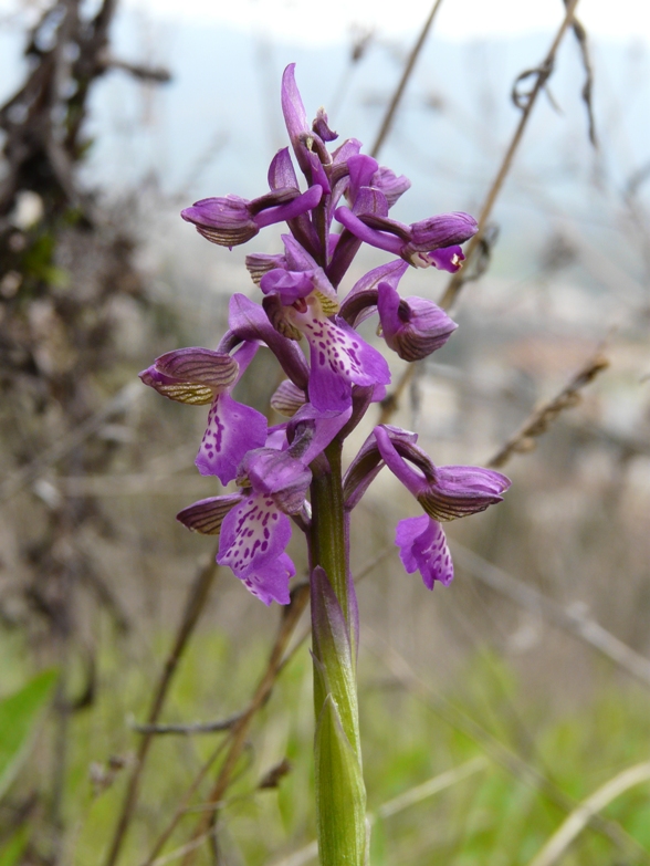 Anacamptis morio in Toscana