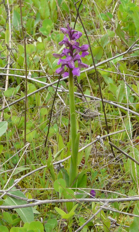 Anacamptis morio in Toscana