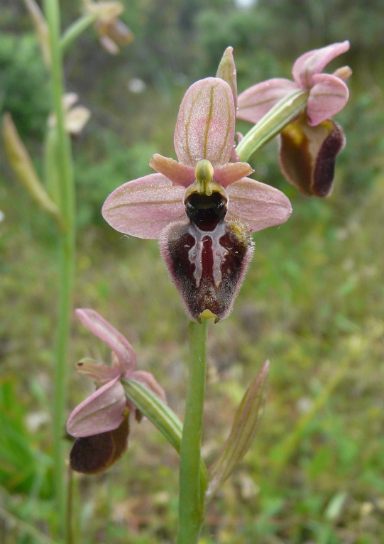 Ophrys sardi e ibridi